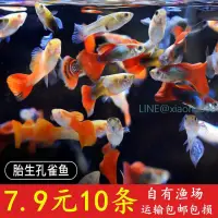 在飛比找露天拍賣優惠-孔雀魚觀賞魚種小型淡水好養熱帶魚小魚苗鳳尾魚胎生代發一件批發