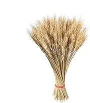 Dried Wheat Stalks - 100X Wheat Stems Sheaves | Natural Dried Wheat Stalks Wheat Bunch Dried Wheat Sheaves Dry Wheat for Home Decor 21.7 Inch
