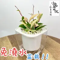 在飛比找蝦皮商城優惠-【現貨】【小品文化】白斑毬蘭 4吋透明免澆水懶人盆栽 簡單好