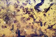 Huge swarm of Diptera, Fossil inclusion in Burmese Amber