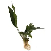 Anubias Lisa For Fish Shrimp Snail Tank Aquarium