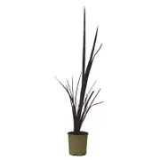 150mm Phormium Border Black - Phormium tenax 'Border Black'