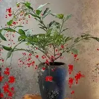 在飛比找蝦皮購物優惠-新品種 紅花垂絲茉莉垂枝茉莉花盆栽花卉陽臺植物濃香型室內四季