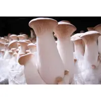 在飛比找蝦皮購物優惠-農場有機杏鮑菇 🍄Organic King Oyster M