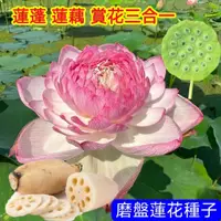 在飛比找蝦皮購物優惠-💥💥【磨盤蓮花種子】食用蓮花種子 蓮藕種子 磨盤蓮子種子 大