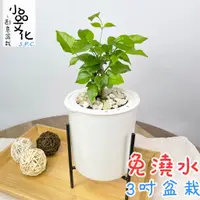 在飛比找蝦皮商城優惠-【小品文化】進財樹【現貨】3吋鐵架免澆水盆栽 懶人盆栽 觀葉