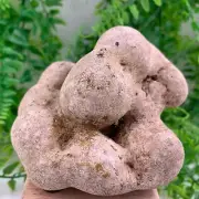 Fairy Stone Concretion Mud Clay Baby Good Luck Found In Minnesota 3.5” 10 OZ