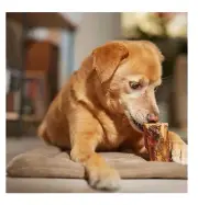 Long Lasting 4.5" Femur Dog Bone Slow Roasted Beef Center Cut Meaty Nutritious
