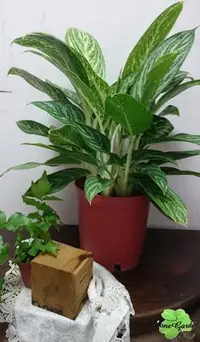 在飛比找Yahoo!奇摩拍賣優惠-~長榮~~【真情粗勒草】8吋　室內植物　觀葉植物　迷彩斑葉　