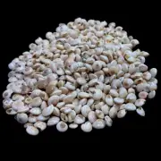 White Swirl Conch Shells Natural Sea Shell approx.400 pcs 1/2 Pound