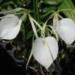 千千蘭園社團純白漂亮心形花