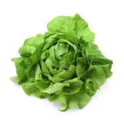 Lettuce - All Year Round seeds