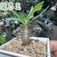 在飛比找蝦皮購物優惠-【外星人的植物園】魔界玉 塊根 潮流 大戟 仙人掌現貨【滿額