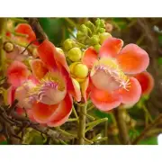 NAG CHAMPA Fragrance Oil for making Candles, Soaps, Wax Melts etc.