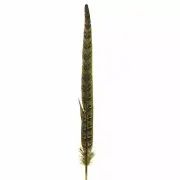 10" to 20" Ringneck Pheasant Tail Feather - Soft Yellow