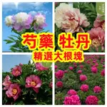 🔥🔥芍藥根塊 大富貴牡丹球根 好養易活 花開富貴球莖 精選多年大根塊大富貴客廳花卉轉運