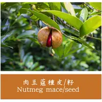 在飛比找蝦皮購物優惠-肉豆蔻｜Myristica fragrans｜天然精油｜產地