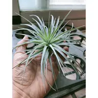 在飛比找蝦皮購物優惠-綠房子 空氣鳳梨 棉花糖 Tillandsia Cotton