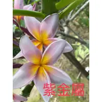 在飛比找蝦皮購物優惠-雞蛋花-紫金屬，長度約30公分，未發根