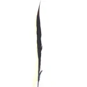 10" to 20" Golden Pheasant Side Tail Feather - Chocolate Brown ((SECONDS))