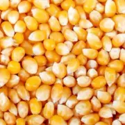 30kg POPCORN Kernels Corn Seeds Popping corn - great quality