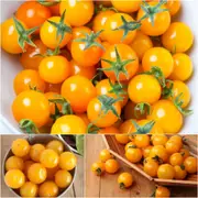 Tomato - Gold Nugget seeds