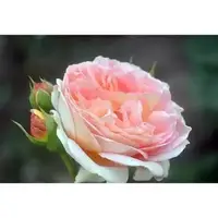 在飛比找蝦皮購物優惠-台灣現貨 50款玫瑰顏色 最低價 玫瑰花 玫瑰花種子 薔薇玫