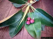 Buy Moreton Bay Fig tree in Australia (Ficus macrophylla)