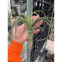 在飛比找蝦皮購物優惠-空氣鳳梨Tillandsia 柳葉花中花