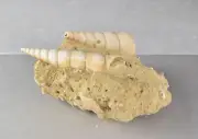 Fossil Turritella Shell on Matrix from Touraine, France 11.3 cm # 20666