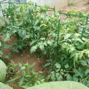 西紅柿架花卉支架番茄支架庭院植物包塑鋼管葡萄架月季花支架陽台 全館免運