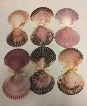 12 Pack Scallop Shells Sea Shells for Crafting Beach Decor or Food Tray.