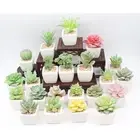 Enhance Your Interior with Realistic Artificial Green Succulent Plants