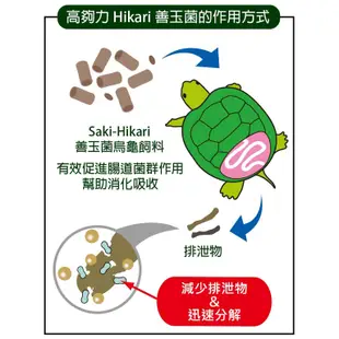 Hikari 高夠力 Saki-Hikari 善玉菌烏龜飼料 沉水性 鑽紋龜 地圖龜 麝香龜 蛋龜