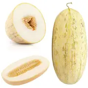 Rockmelon - Indian Cream Cobra Melon seeds