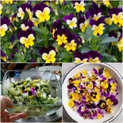 Viola - Tricolor (Edible Flower) seeds