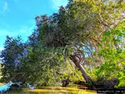 Buy Melaleuca Swamp paperbark tree (Melaleuca quinquenervia)