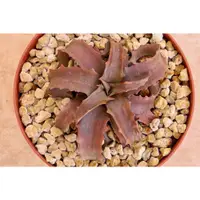 在飛比找蝦皮購物優惠-【屋頂叢林】 Aloe prostrata  Black A