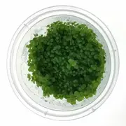 Tissue Culture - Micranthemum Monte Carlo For Fish Shrimp Snail Tank Aquarium