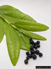 Buy Allspice Tree Jamaican Pepper in Australia Pimento officinalis