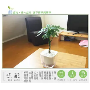 【現貨】【小品文化】辮子馬拉巴栗 4吋透明懶人盆栽 發財樹 加水更方便 觀葉植物 室內植物 水培 花盆 居家辦公盆花