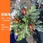 5吋 斑葉海棠 秋海棠 海棠 盆栽 植物 樹 IG 網紅 觀葉植物 網紅植物 室內植物 空氣淨化 陽台植物 高級植物