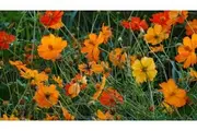 COSMOS 'Bright Lights Mix' / Sulfur Cosmos seeds - Standard Packet (see description for seed quantity)