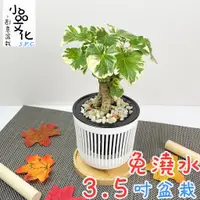 在飛比找蝦皮商城優惠-【小品文化】白雪福祿桐【現貨】3.5吋條紋免澆水盆栽 懶人盆