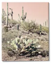 Stupell Industries Summer Dessert Landscape Cactus Prickly Pear Pink Sky Stretched Canvas Wall Art by Susan Bryant