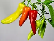 10+ Hot Wax Chilli Seeds for Home Gardening and Planting Seeds