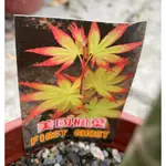 花花世界-楓葉-楓樹苗**美國楓樹(有2組品種)**5吋盆/高20-30CM/ 色彩豐富 /MA