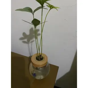 水耕幸運草 小品盆栽墨西哥鐵樹 幸運樹 水耕植物 室內 墨西哥闊葉鐵樹