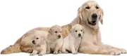 [Namly Design] Wallsticker - Labrador