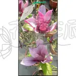 花幫派_喬木植物—墨紫辛夷--色澤鮮艷~/觀賞綠化植物8吋高約50-95CM